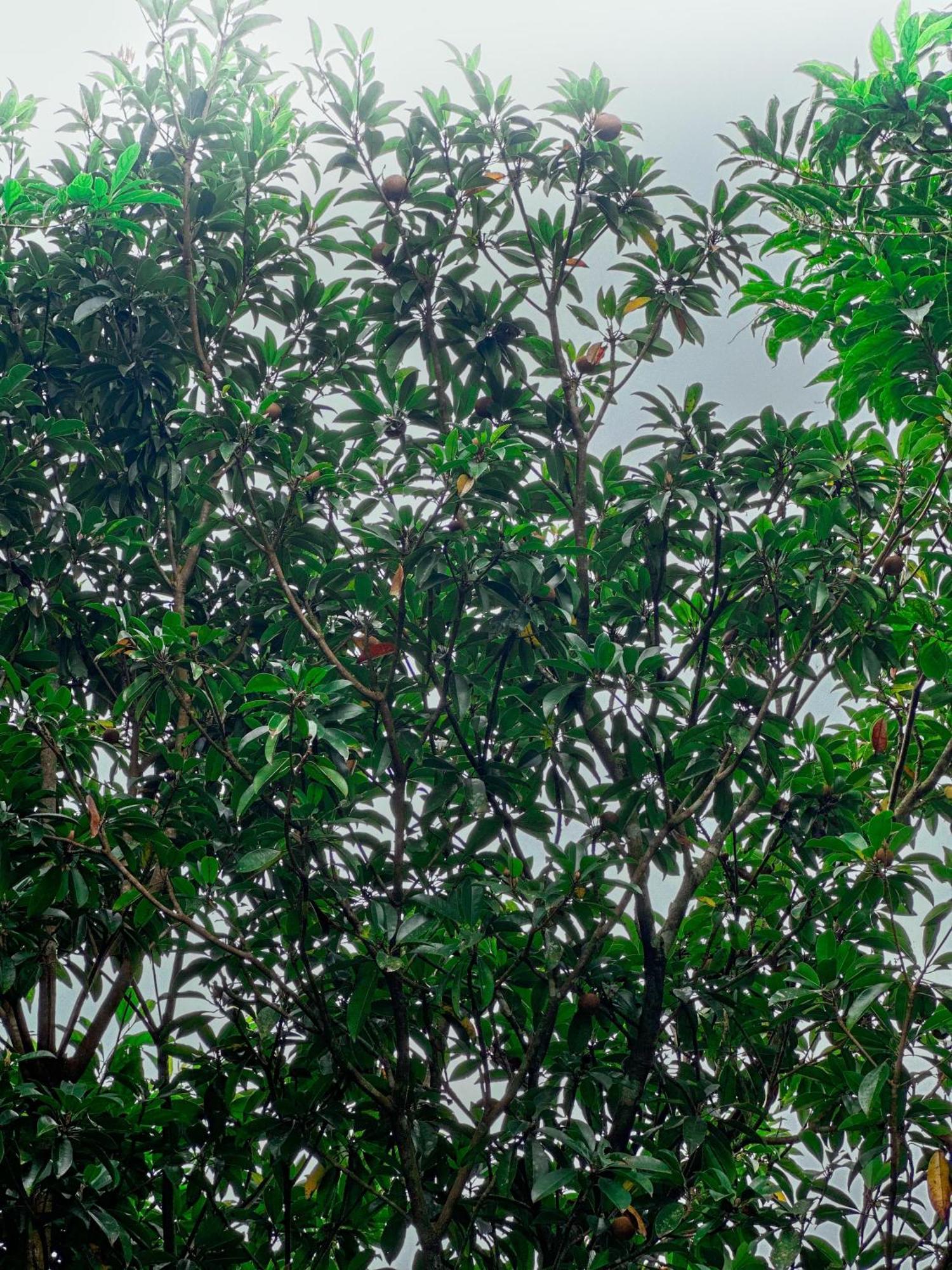 Janiro Tea Trees Villas Vythiri Dış mekan fotoğraf