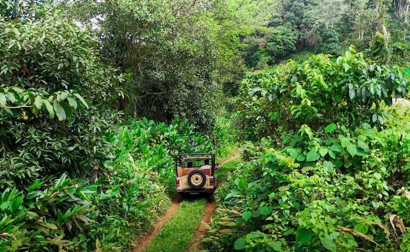 Janiro Tea Trees Villas Vythiri Dış mekan fotoğraf