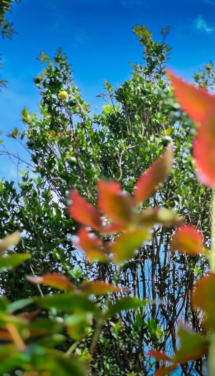 Janiro Tea Trees Villas Vythiri Dış mekan fotoğraf