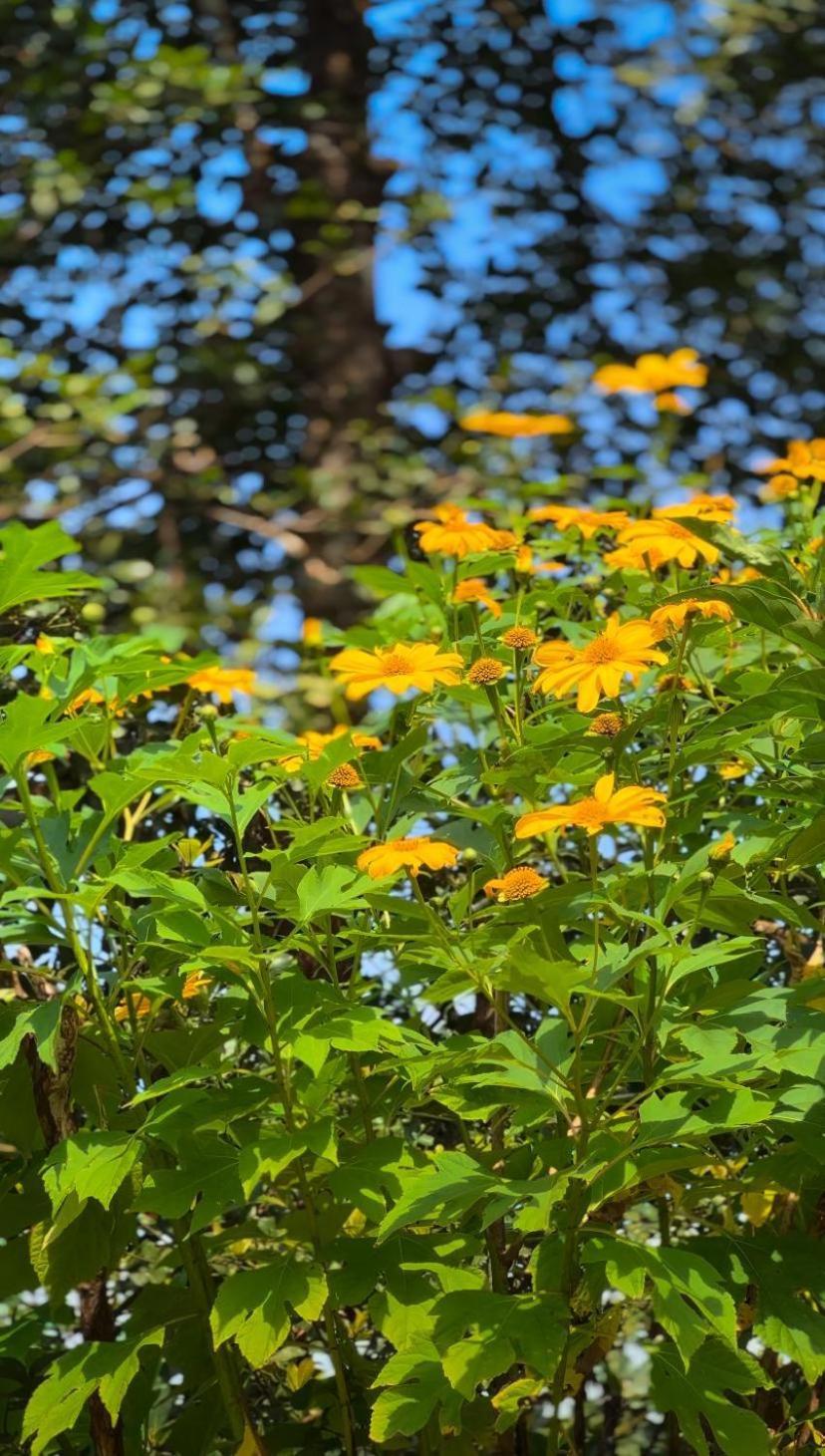 Janiro Tea Trees Villas Vythiri Dış mekan fotoğraf