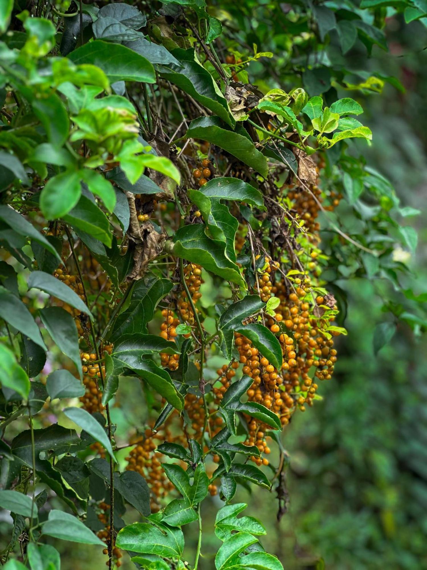 Janiro Tea Trees Villas Vythiri Dış mekan fotoğraf